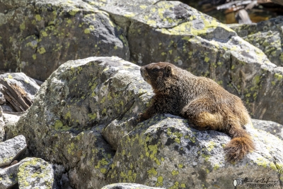 Yellow Bellied Marmots GTNP May 2025